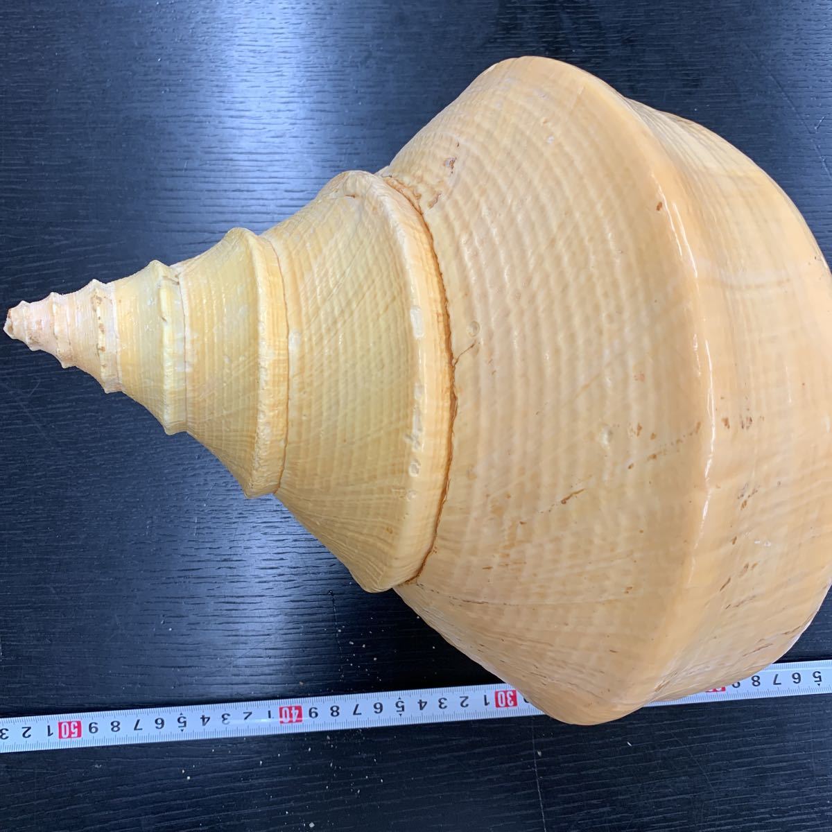 アラフラオオニシガイ　特大 アラフラオオニシガイ 特大 インテリア小物