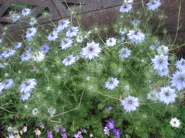 新品 B 4 ニゲラ クロタネソウ ペルシャンジュエル 青 60粒 花の種 の落札情報詳細 ヤフオク落札価格情報 オークフリー スマートフォン版