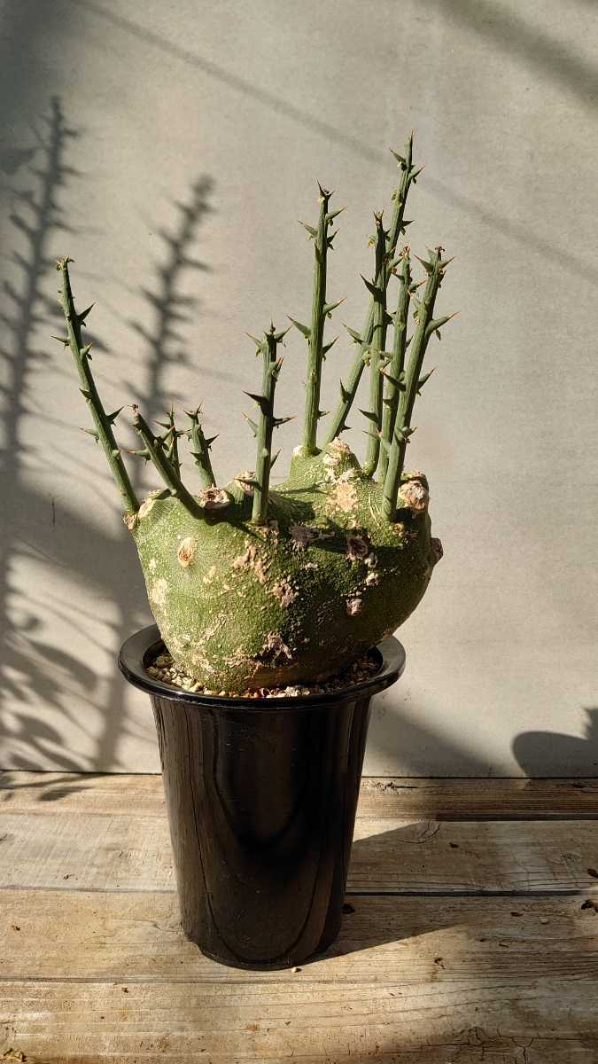 アデニア プセウド グロボーサ 検索 ウィンゾリー ピスピノーサム  