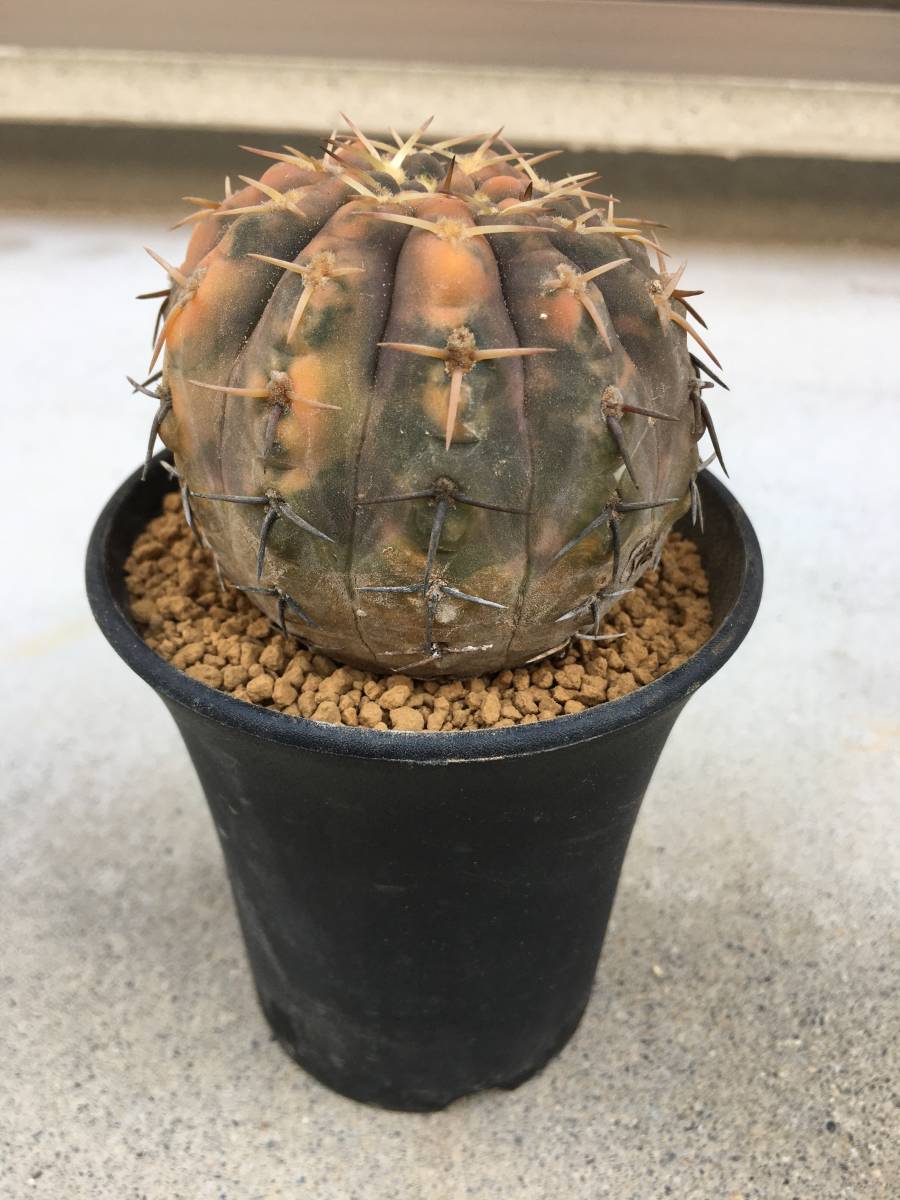 守殿玉錦 ギムノカリキウム属／斑入り サボテン 希少