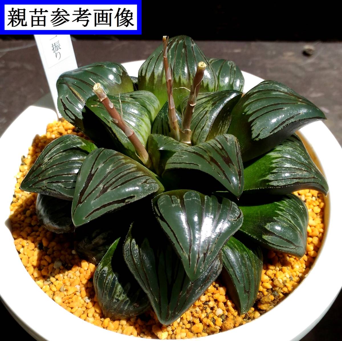 □多肉植物 ハオルチア属／正宗の一振り□の落札情報詳細