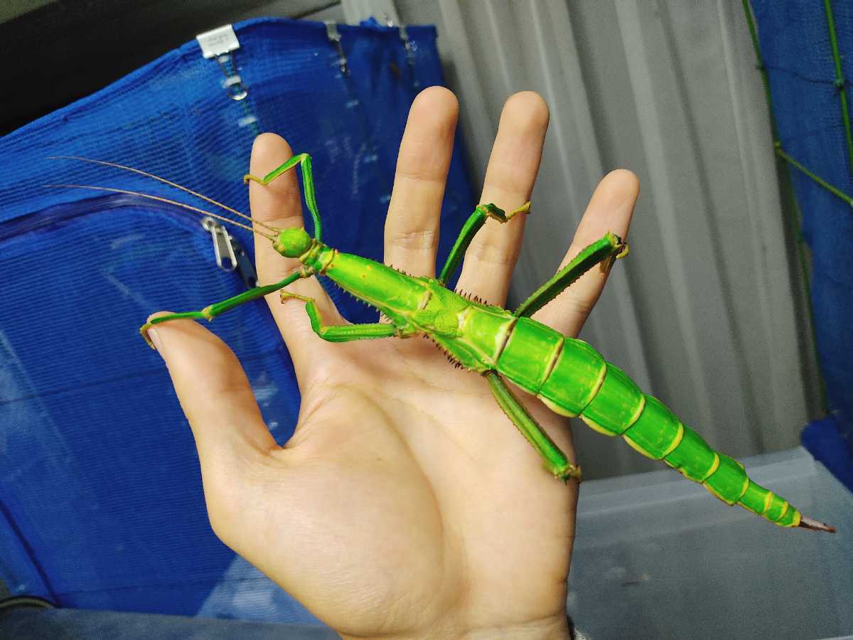 Diapherodes gigantea ギガンティア 幼体 10頭 ナナフシ Diapherodes gigantea ギガンティア 幼体 10頭 ナナフシ