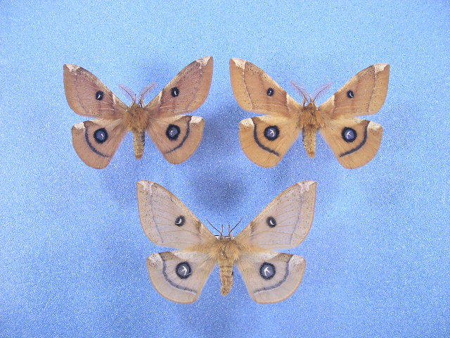 国産蛾標本 エゾヨツメ 2♂1♀ 蛾 蛾類 昆虫 標本 研究 コレクションの