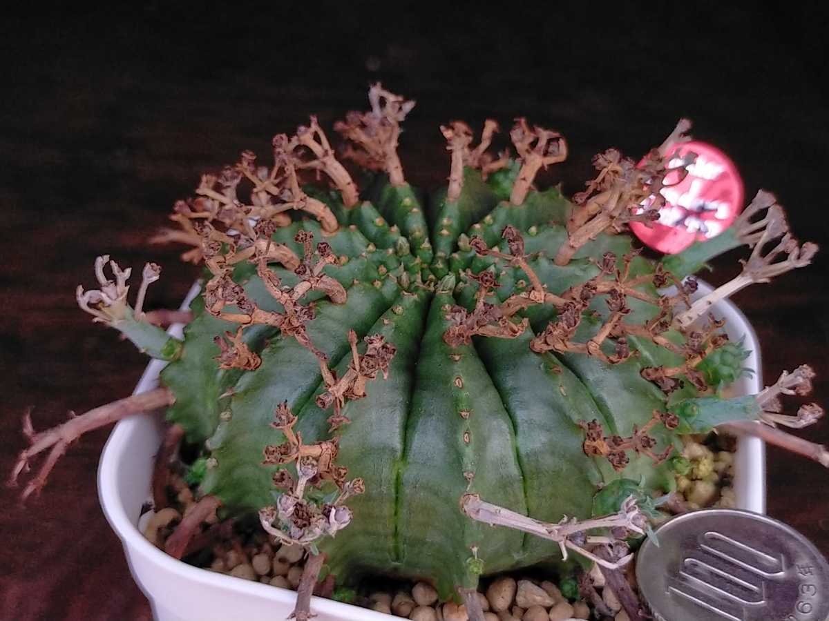 多肉植物：ユーフォルビア バリダ*M 幅6cm | サボテン＆多肉