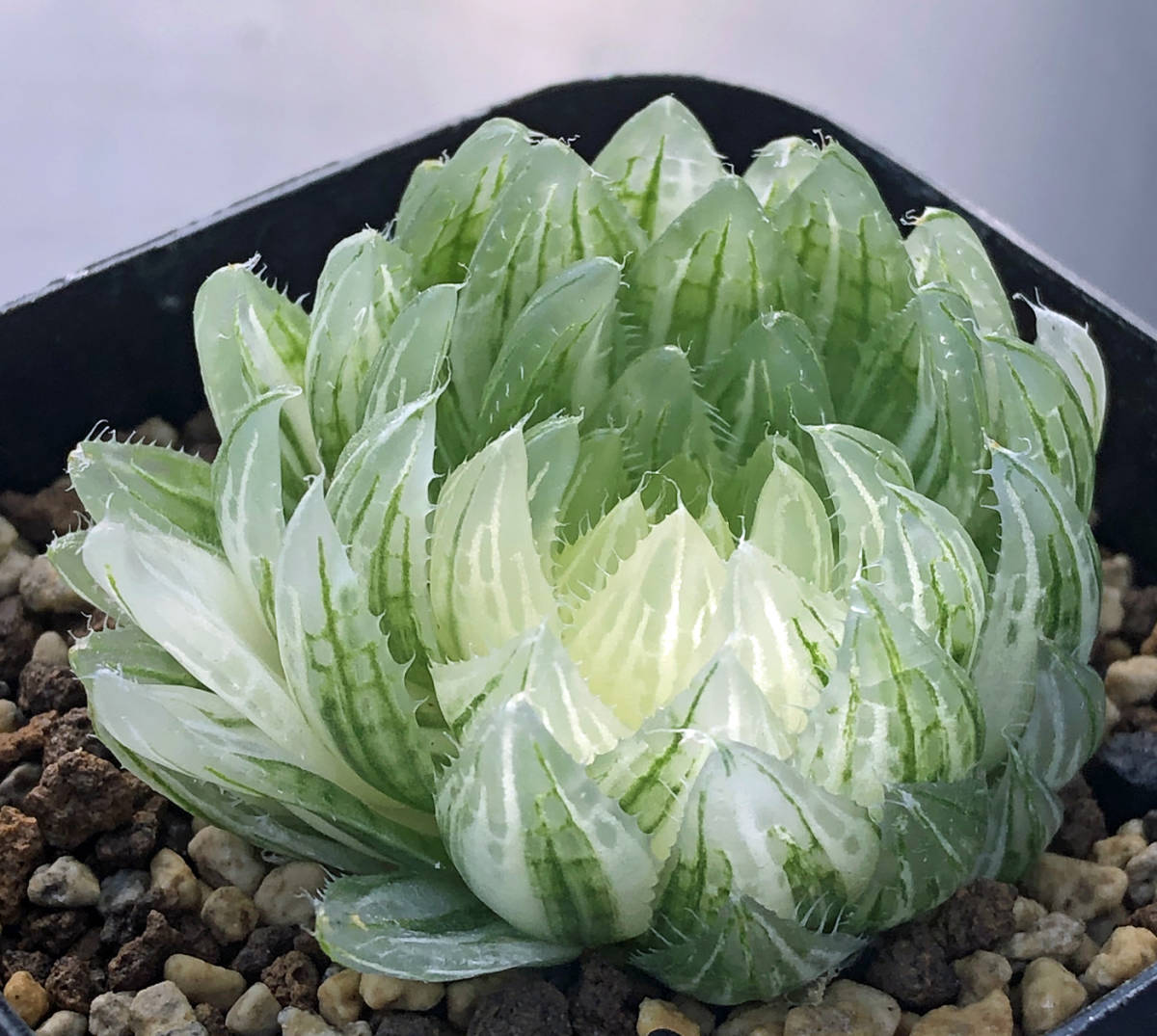 トップ tomo様専用 ハオルチア エメラルドLED実生錦 仙女香 tomo様専用