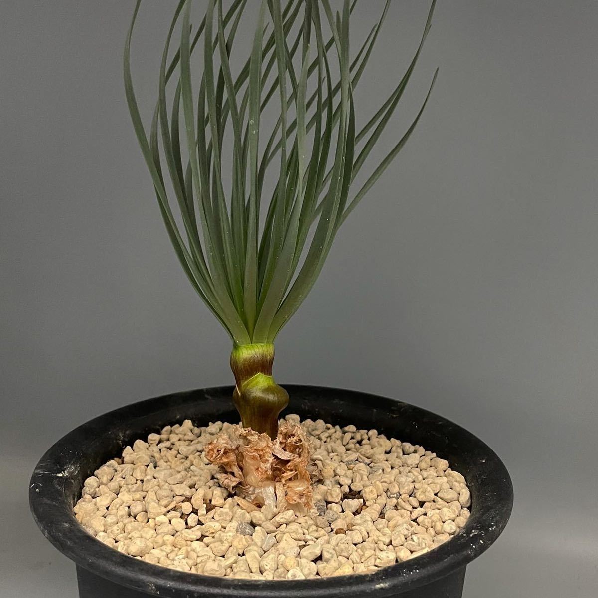 特価』 ゲチリス ナマクエンシス Gethyllis namaquensis