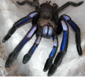 新品】エレクトリックブルータランチュラ Chilobrachys sp. electric