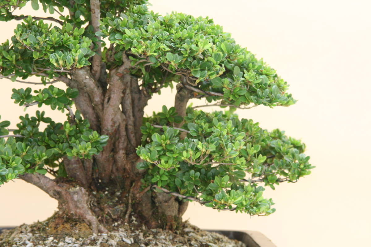 ☆皐月・さつき盆栽光華園☆華宝 鉢持込の真価 本格大品盆栽