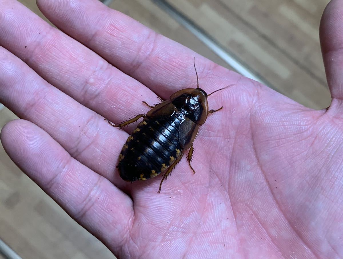 マダガスカルゴキブリ 餌用 100頭