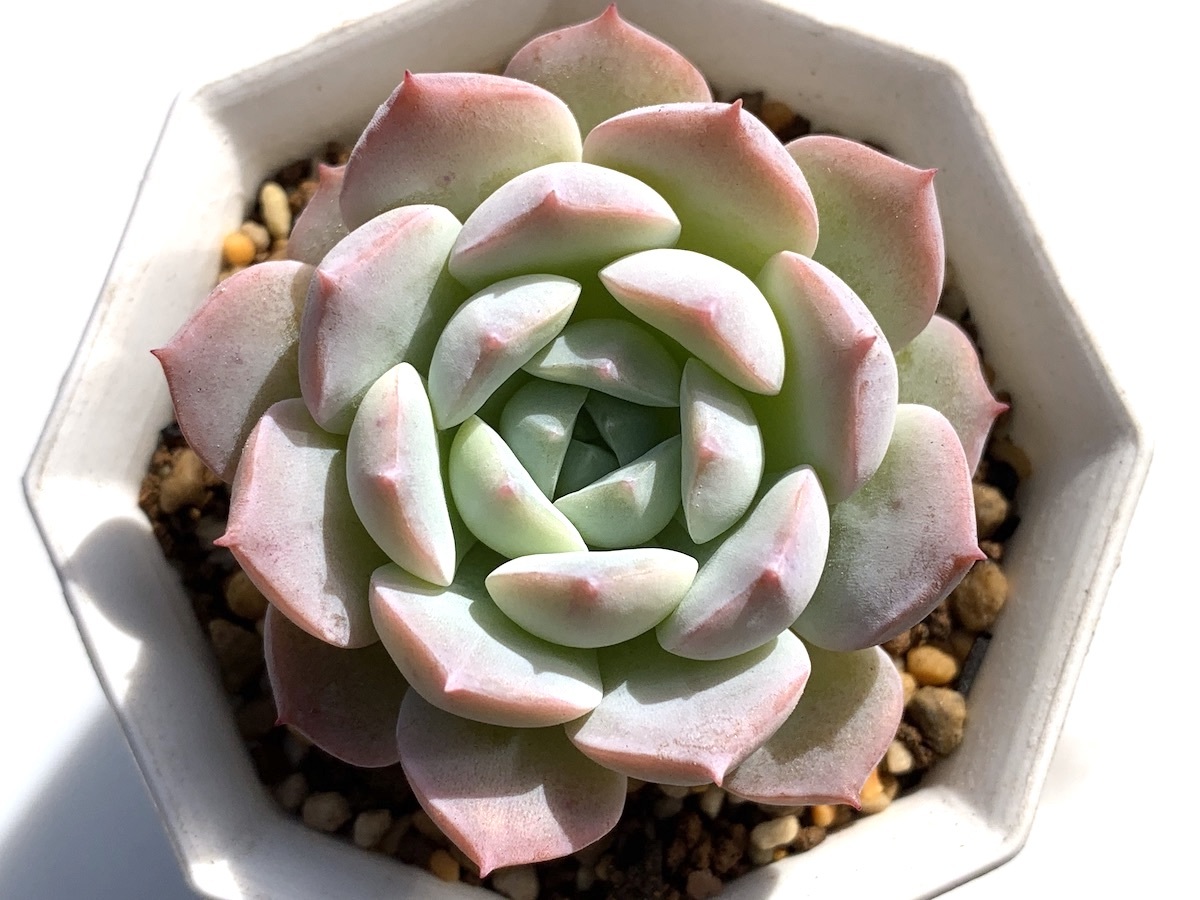 新品】エケベリア エレガンス ラパス × ラウィ 実生苗 elegans La Paz