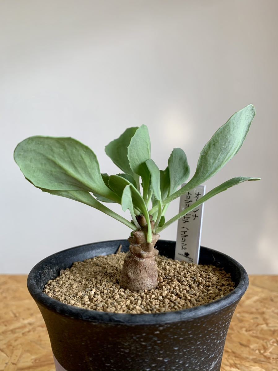 送料込み オトンナ トリプリネルビア ハイブリッド 3号鉢 冬型植物 塊根植物 コーデックス 珍奇植物 I アルミアナ ハイブリッド へレー の落札情報詳細 ヤフオク落札価格情報 オークフリー スマートフォン版