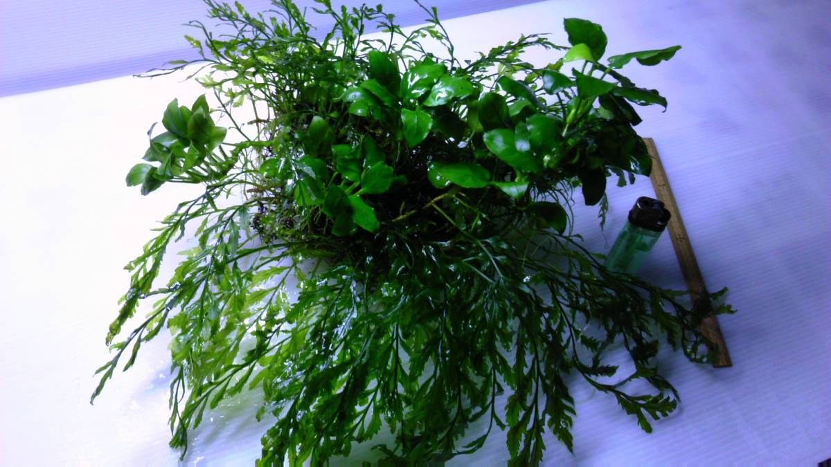 即決 大株 無農薬 アヌビアス ナナ ボルビティス 育て方のコツ 初心者でも安心です ボルビディス の落札情報詳細 ヤフオク落札価格情報 オークフリー スマートフォン版