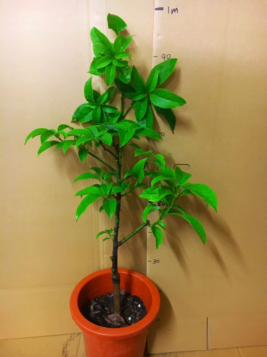 新品 アボカド苗木 Duke7 デューク７ 接木苗 １本 送料込み の落札情報詳細 ヤフオク落札価格情報 オークフリー スマートフォン版