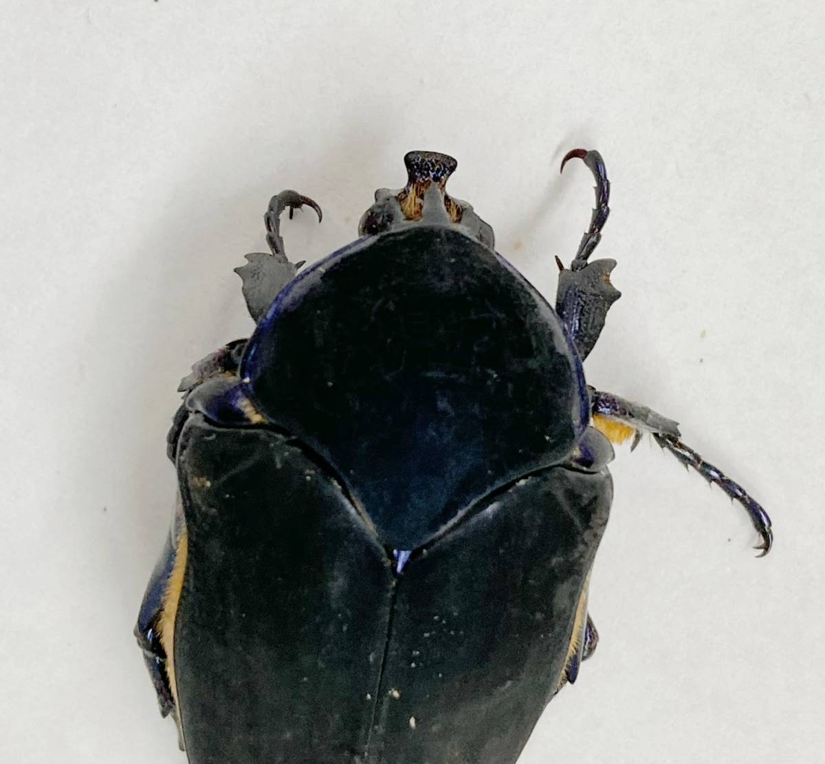Cotinis ibarrai カナブン ハナムグリ 幼虫3頭セット