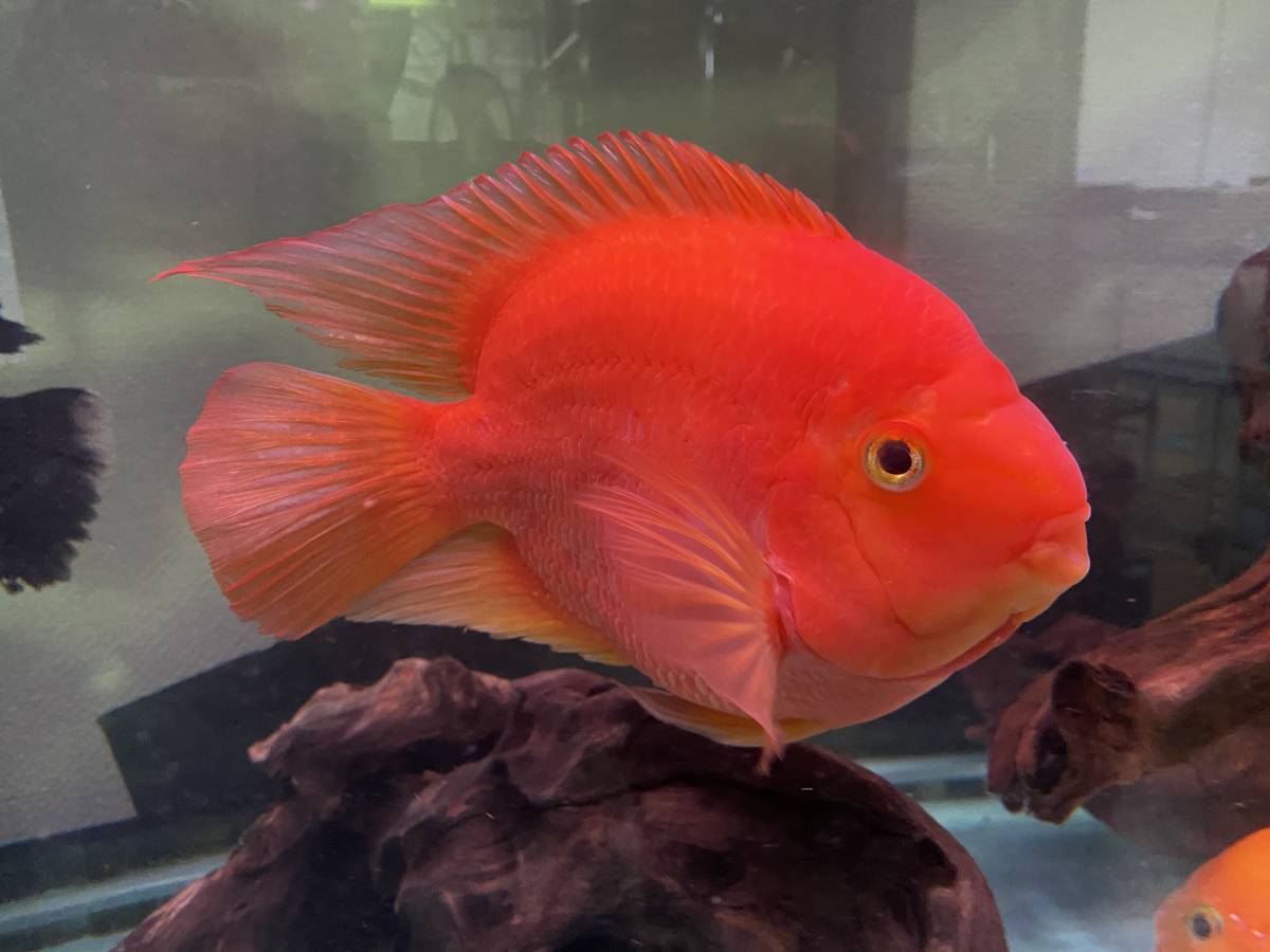 特大 キングコングパロットファイヤー22 25cm の落札情報詳細 ヤフオク落札価格情報 オークフリー スマートフォン版