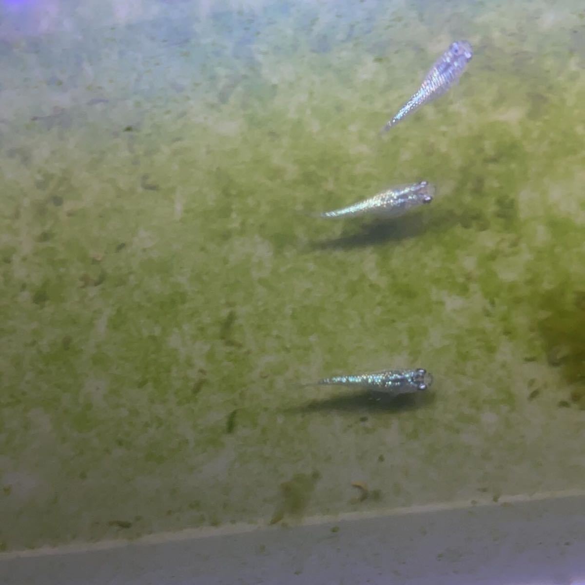 新品 晴天メダカ 本家様血統 サファイアラメ 有精卵10個 A メダカ めだか の落札情報詳細 ヤフオク落札価格情報 オークフリー スマートフォン版