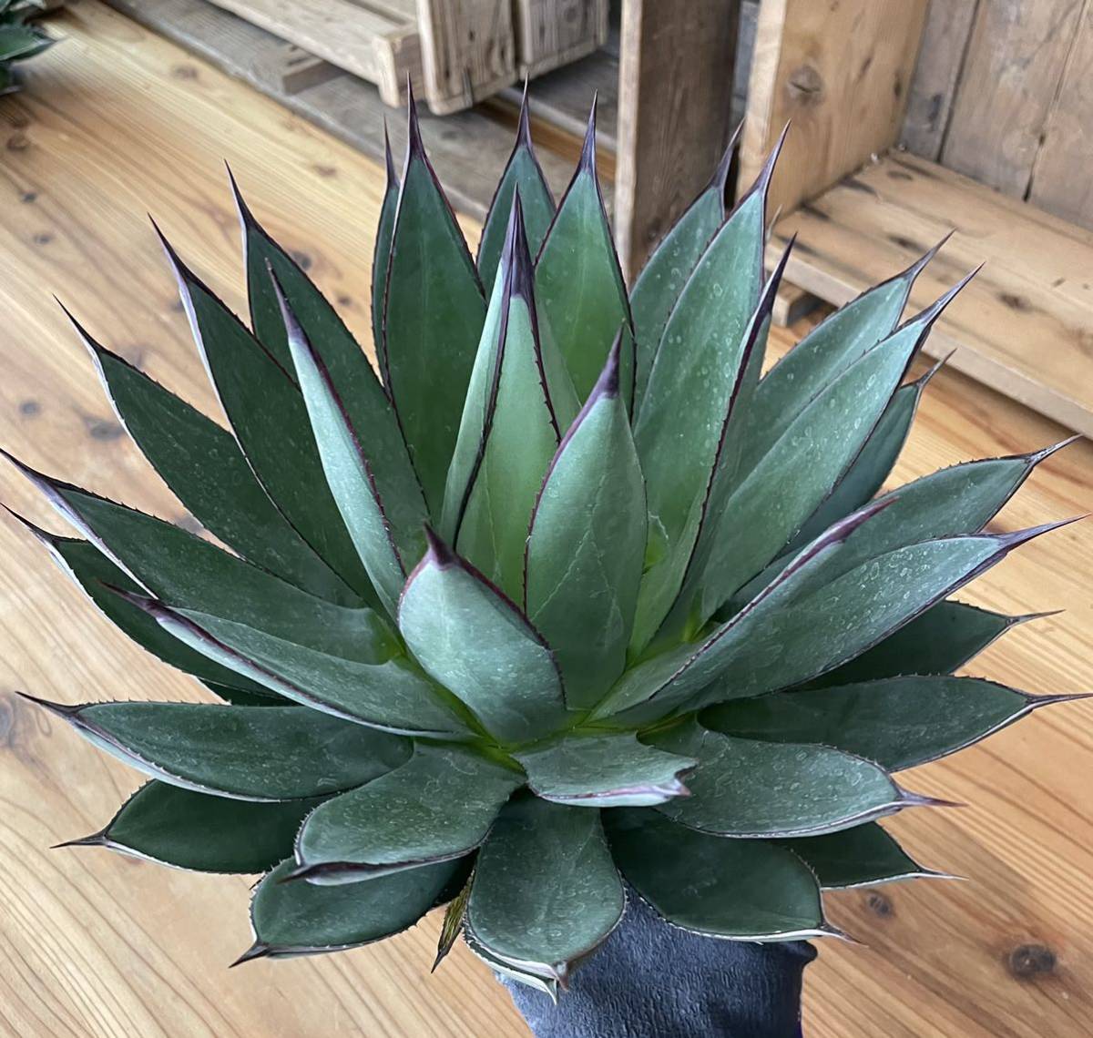 ① Agave Blue Ember 【アガベ ブルーエンバー】 赤棘の美種 送料無料・抜き苗・第四種  アガベ ブルーエンバー 35cm前後 agave blue ember《M size》 | plants