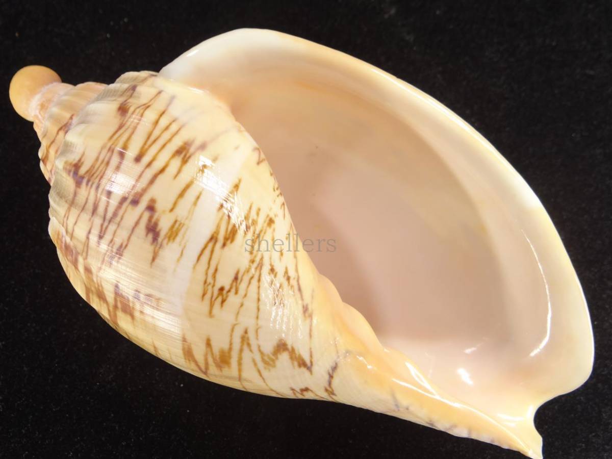 貝殻標本ダンシャクボラ