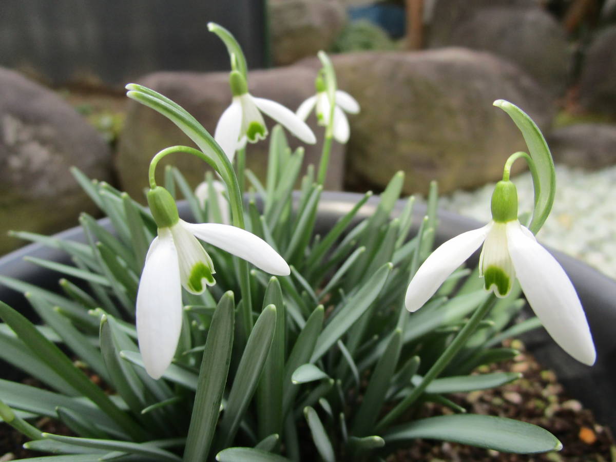 芽出し始め スノードロップ ガランサス ニバリス ニヴァリス 一重咲き の落札情報詳細 ヤフオク落札価格情報 オークフリー スマートフォン版