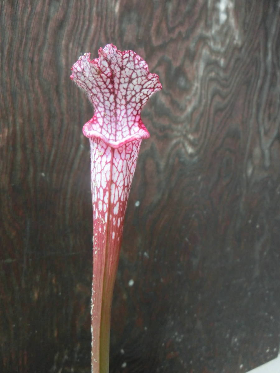 新品 食虫植物サラセニア レウコフィラ ルビー ジョイス の落札情報詳細 ヤフオク落札価格情報 オークフリー スマートフォン版