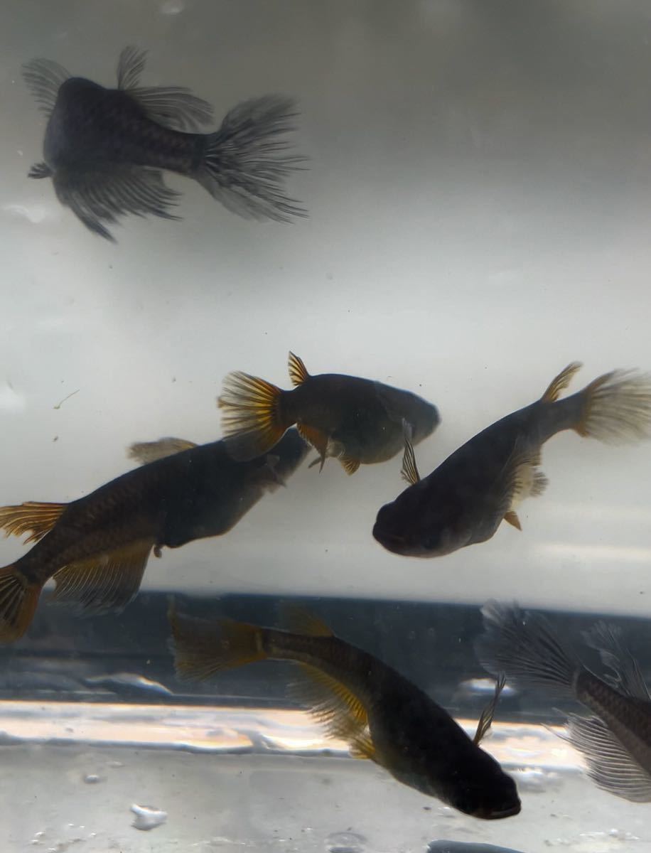 新品 メダカの卵 オロチヒレナガ サタン 黄鰭とオレンジ鰭と黒鰭のミックス採卵 粒 A の落札情報詳細 ヤフオク落札価格情報 オークフリー スマートフォン版