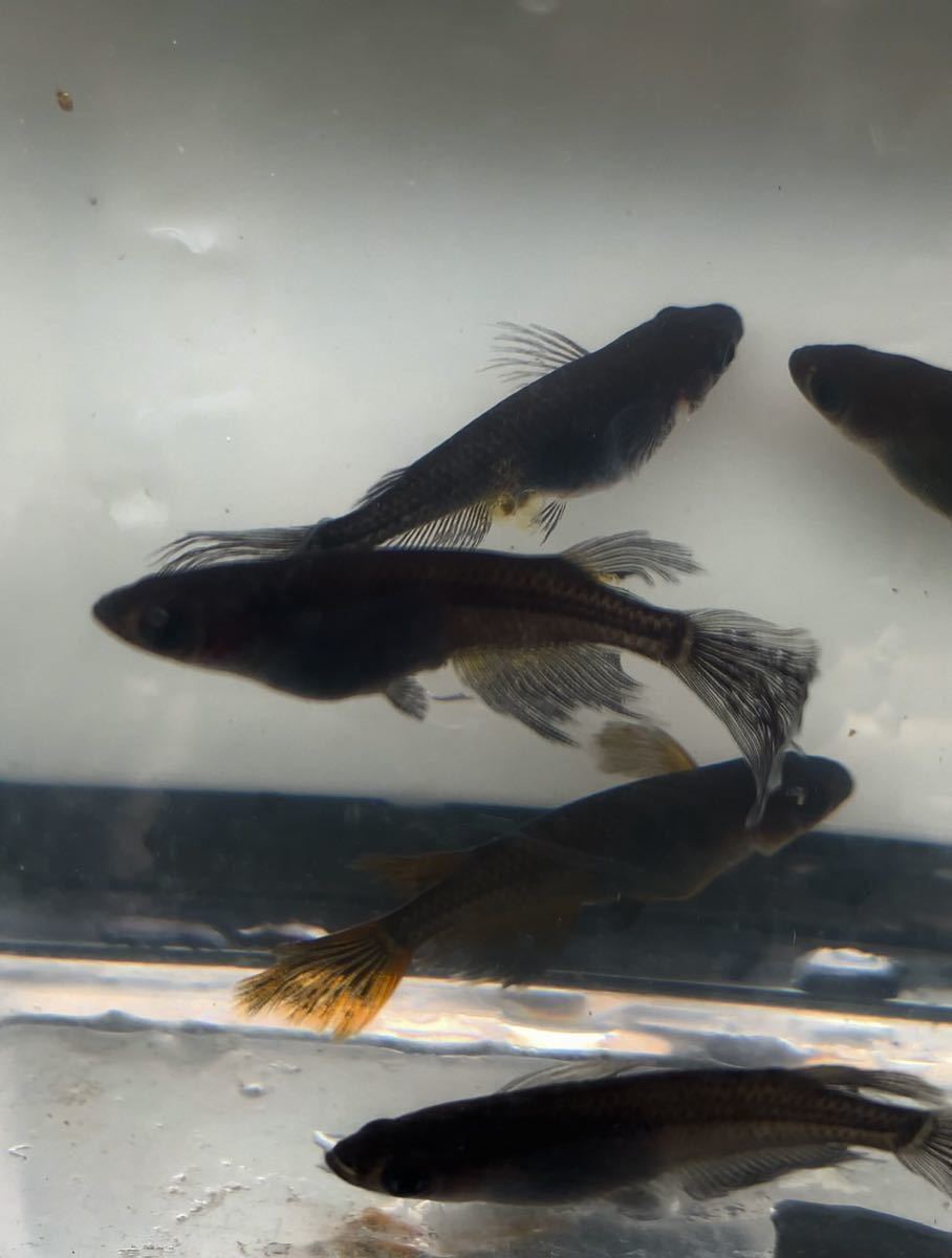 新品 メダカの卵 オロチヒレナガ サタン 黄鰭とオレンジ鰭と黒鰭のミックス採卵 粒 A の落札情報詳細 ヤフオク落札価格情報 オークフリー スマートフォン版