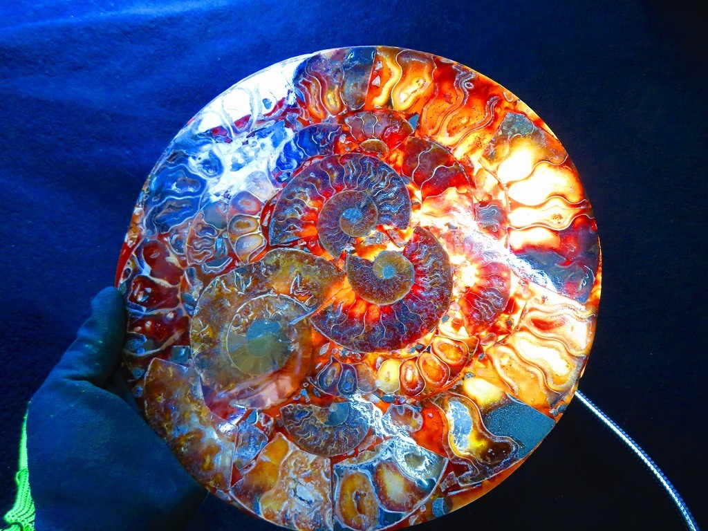 マダガスカル産　縫合糸　アンモナイト　化石　特大型　ハイクオリティ マダガスカル産 縫合糸 アンモナイト 化石 特大型 ハイクオリティ