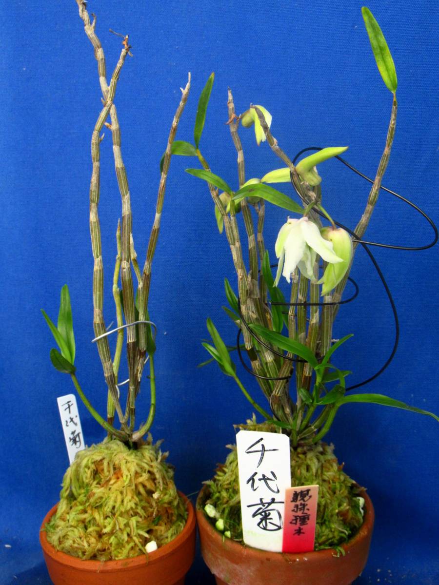 RJ；富貴蘭、長生蘭、セッコク【セッコク＝曼荼羅華（キバナノ