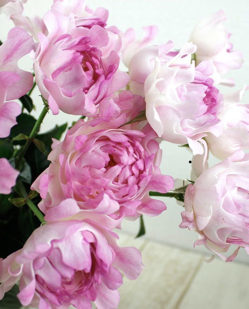 バラ苗 シーアネモネ 切り花品種 挿し木大苗 5号鉢 薔薇 苗