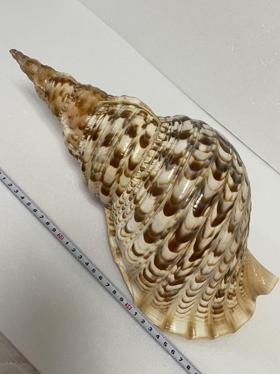 天然法螺貝石垣島