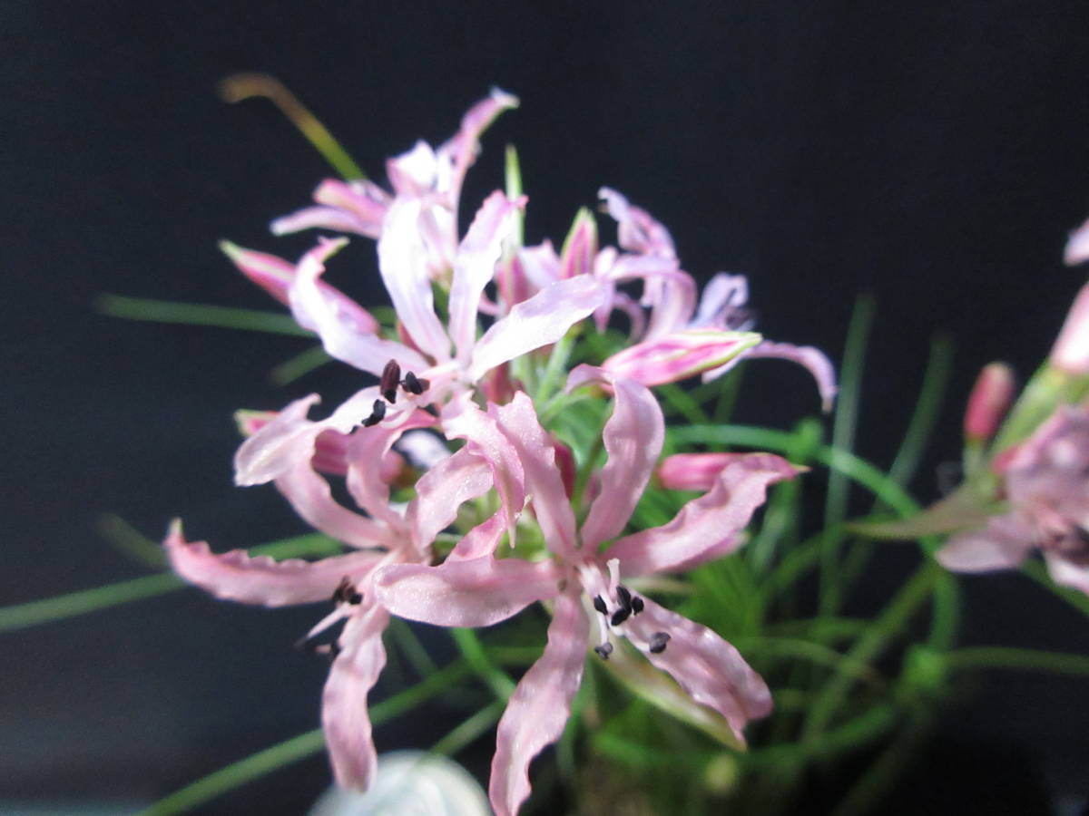 ネリネ 彼岸花 リコリス 原種 ピンク花 糸葉ネリネ 球根多数 B の落札情報詳細 ヤフオク落札価格情報 オークフリー