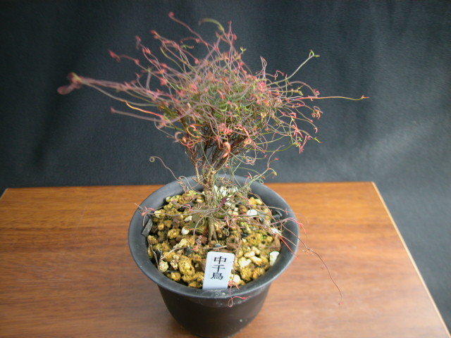 AER DISC ENERGIZER ディスク エナジャイザー AER / DISC ENERGIZER