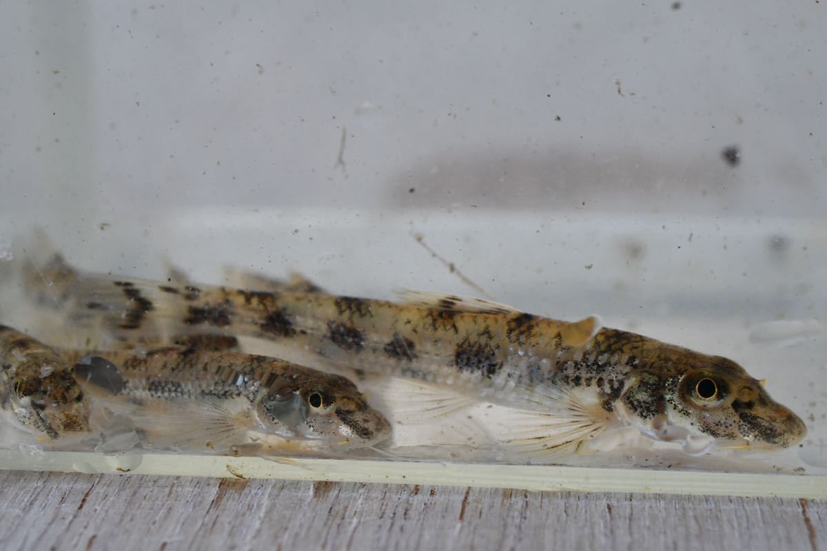 新品 カマツカ類 5匹 川魚 観賞 淡水 東海 静岡県 ナガレカマツカ スナゴカマツカ の落札情報詳細 ヤフオク落札価格情報 オークフリー スマートフォン版 新品 カマツカ類 5匹 川魚 観賞 淡水 東海 静岡県 ナガレカマツカ スナゴカマツカ の落札情報詳細 ヤフオク落札価格情報 オークフリー スマートフォン版