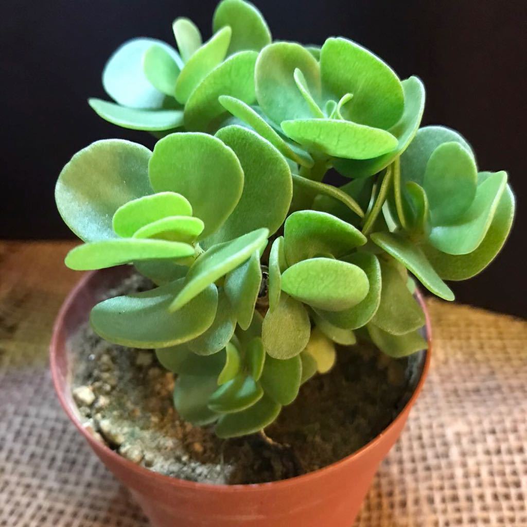 送料無料 癒しの多肉 多幸の木 モロキエンシス モロキニエンシス 多肉植物 観葉植物 苗 ハワイ原産 南国の風 の落札情報詳細 ヤフオク落札価格情報 オークフリー スマートフォン版