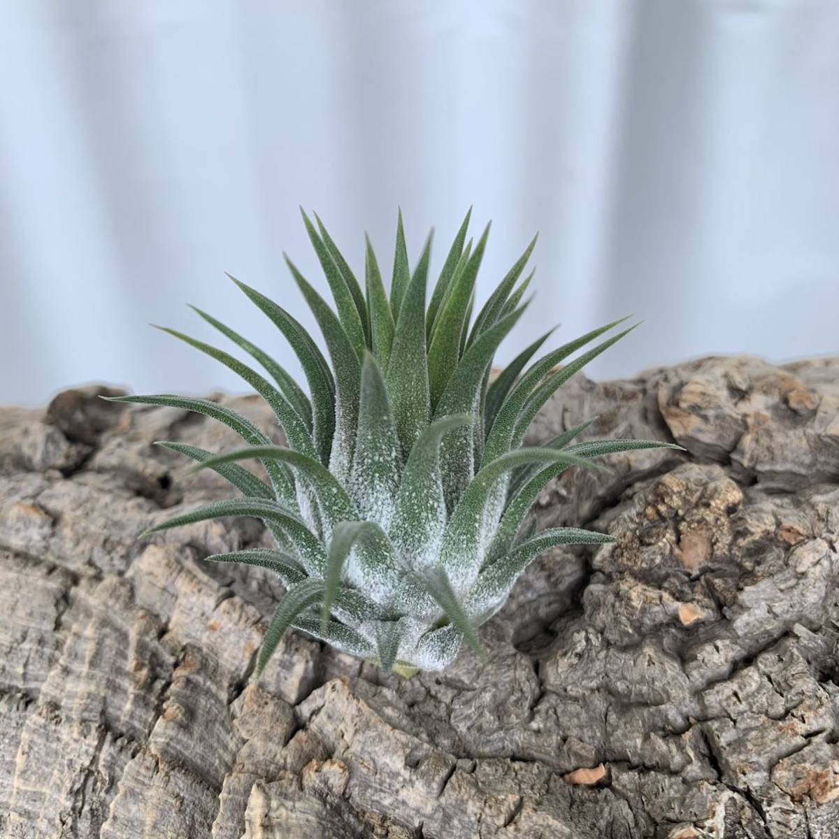 Tillandsia Nizanda チランジア イオナンタ ブロメリア・エアープランツ