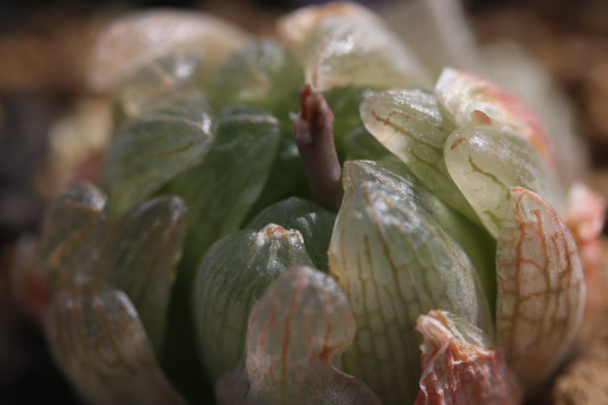 新品 多肉植物 ハオルチア トランシエンスpvb7077 の落札情報詳細 ヤフオク落札価格情報 オークフリー スマートフォン版