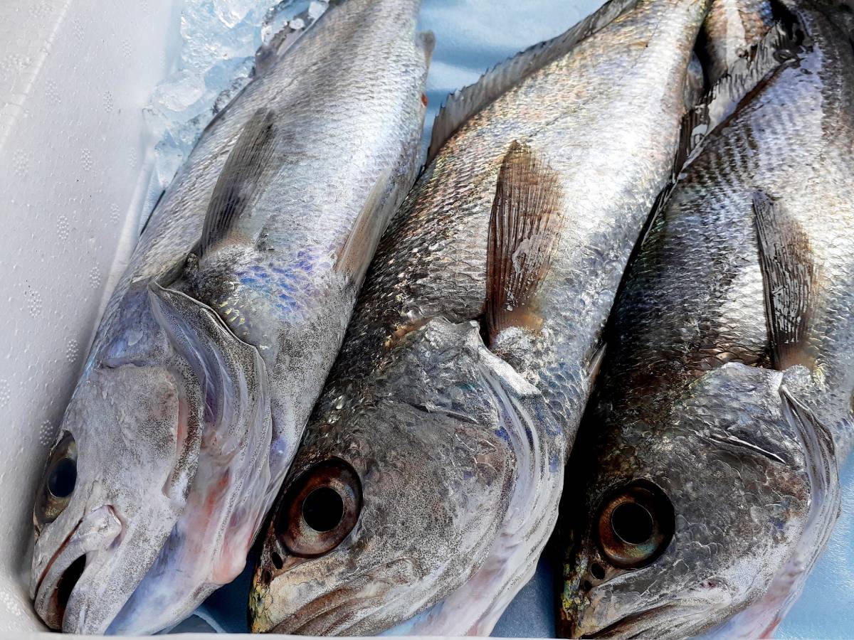 新品 お家でご馳走 珍しい魚 クログチ3本 握りやカルパッチョでどうぞ なかなか見かけない魚ですね の落札情報詳細 ヤフオク落札価格情報 オーク フリー スマートフォン版