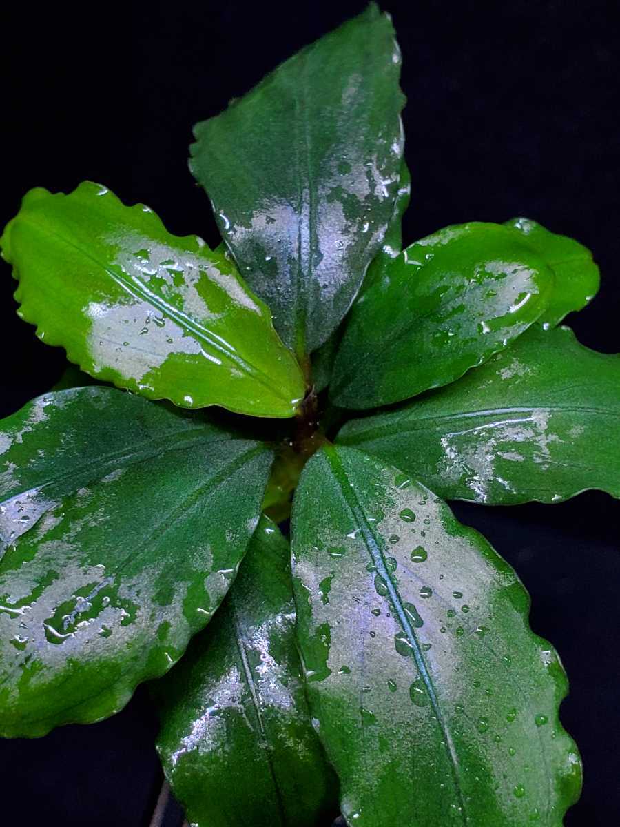 Bucephalandra SP.KAYU LAPIS ブセファランドラ fit=scale-down,w=1200