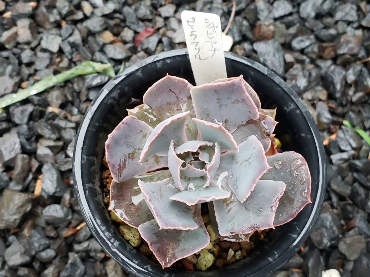 エケベリア シャビアナ ピンクフリル 多肉植物 の落札情報詳細 ヤフオク落札価格情報 オークフリー スマートフォン版