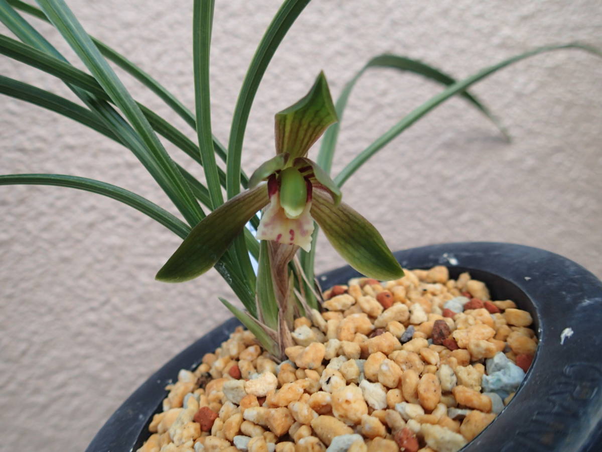 ◇日本春蘭 【 和歌山県産縞柄 】◇新木中透け ◇韓国春蘭/中国春蘭/山