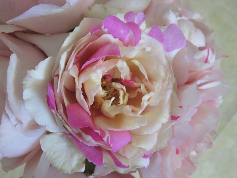 超人気薔薇苗 イヴ系切り花品種 マーブルパフェ 接木新苗 特価(2