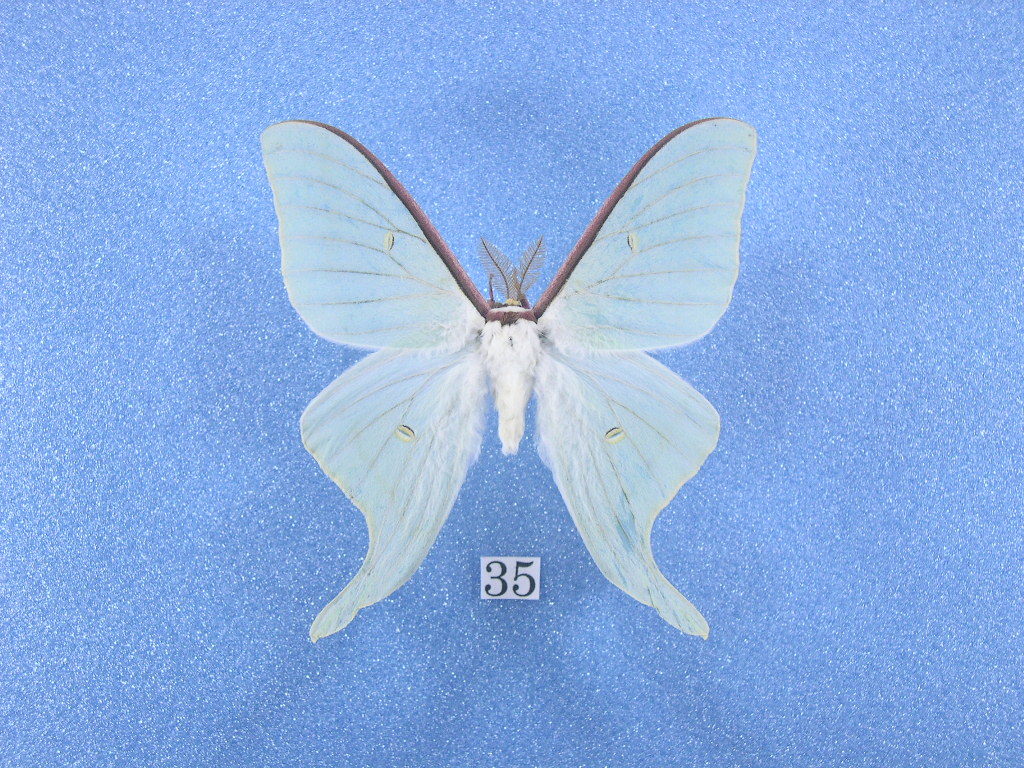 世界最大 鱗翅目 蝶標本 蛾標本 ナンベイオオヤガ！！！ コレクション