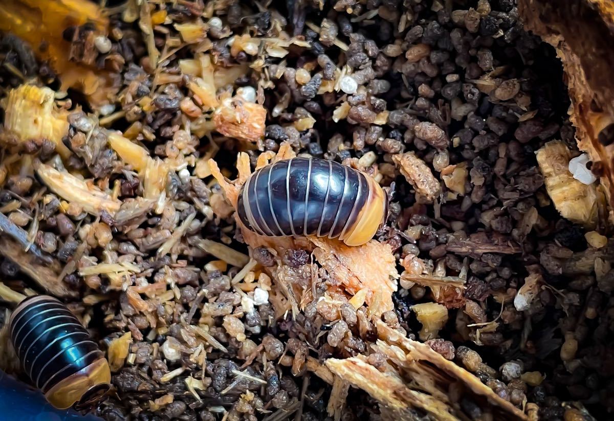 新品 10匹 タマヤスデ ダンゴムシ ワラジムシ の落札情報詳細 ヤフオク落札価格情報 オークフリー スマートフォン版