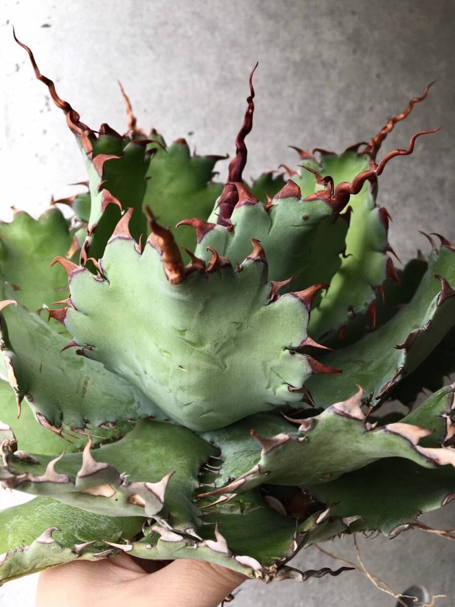 アガベ ポタトラム Agave potatorum Spawn（アガベ ポタトラム