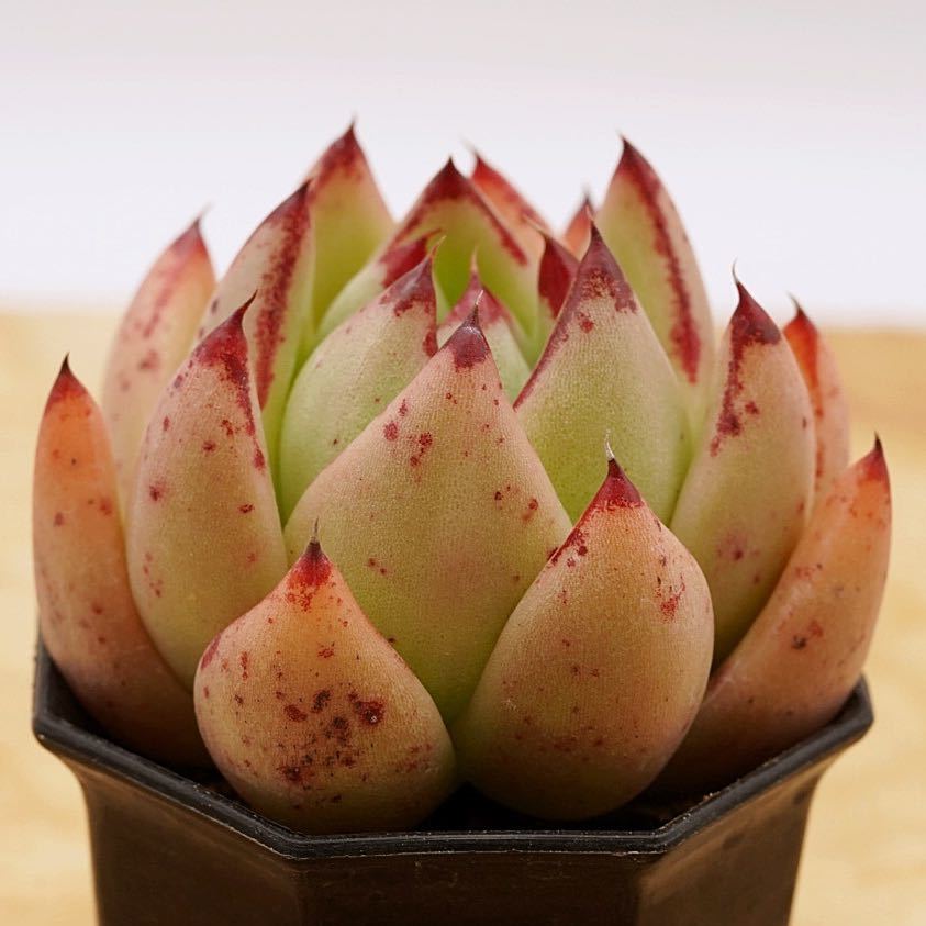 85 Echeveria Agavoides V Fresnillo Zacatecas 輸入種子育成苗 エケベリア 多肉植物 多肉 抜き苗 の落札情報詳細 ヤフオク落札価格情報 オークフリー スマートフォン版 85 Echeveria Agavoides V Fresnillo Zacatecas 輸入種子育成苗 エケベリア 多肉植物 多肉 抜き苗 の落札情報詳細 ヤフオク落札価格情報 オークフリー スマートフォン版