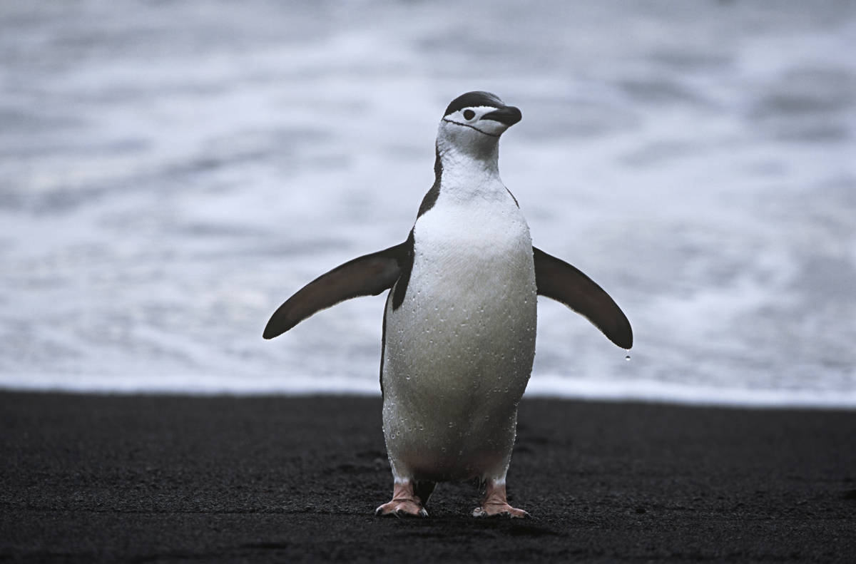 新品 ペンギンの画像 データ 風景 背景 画像 データ フリー写真 の落札情報詳細 ヤフオク落札価格情報 オークフリー スマートフォン版