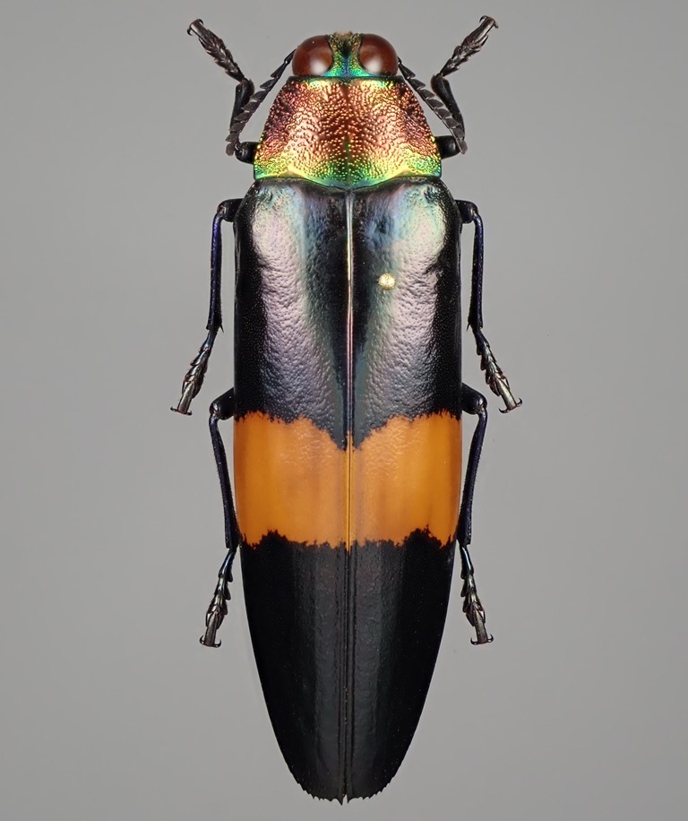 【外国産タマムシ標本】クロキオビルリタマムシ2/南インド産/56mm.46mm 外国産タマムシ標本】クロキオビルリタマムシ2/南インド産/56mm.46mm