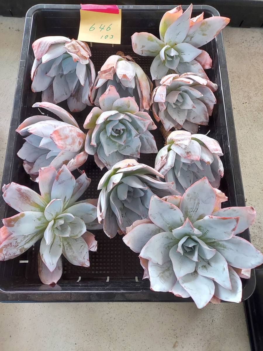 新品 韓国多肉植物 韓国苗 エケベリア Echeveria 6 646カンテ10個 岡山在庫 4 16岡山発送 の落札情報詳細 ヤフオク落札価格情報 オークフリー スマートフォン版