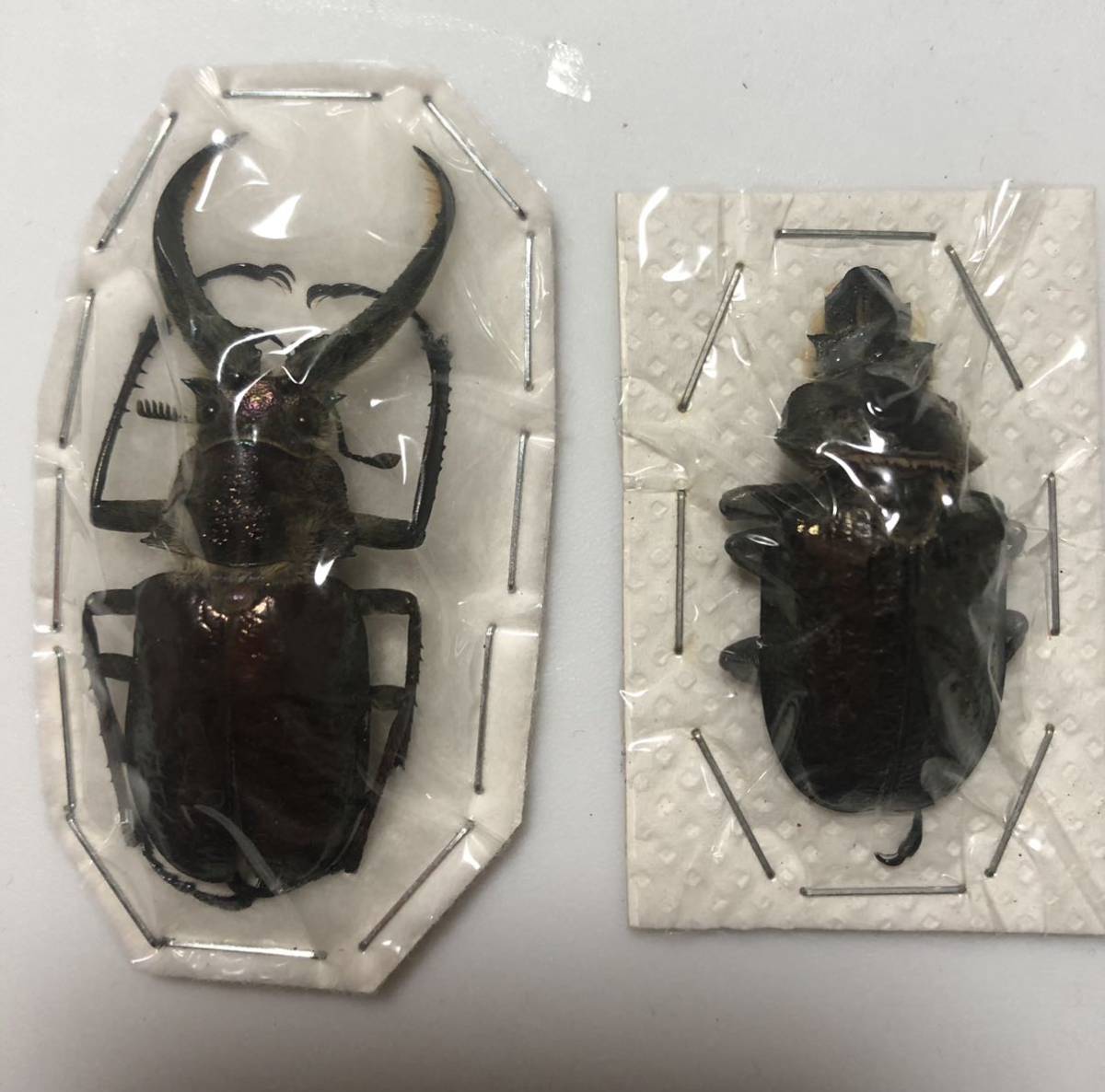 S. giganteus 20 ギガンテウスシワバネクワガタ標本 ペルー