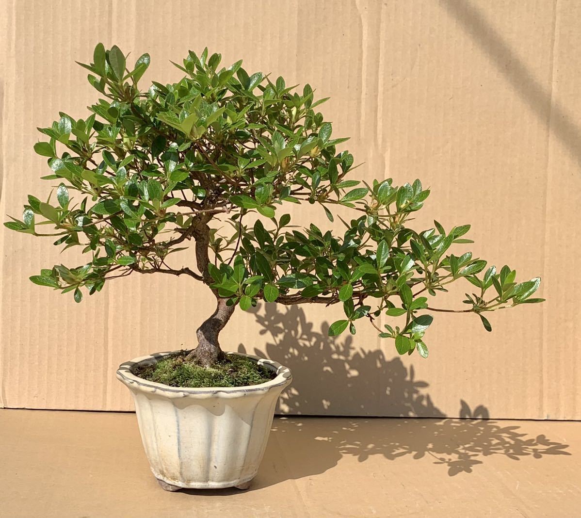 新品 さつき盆栽 小鈴 花芽付き の落札情報詳細 ヤフオク落札価格情報 オークフリー スマートフォン版